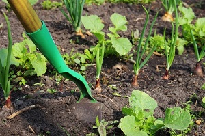 Semis de légumes et travax au jardin en juillet